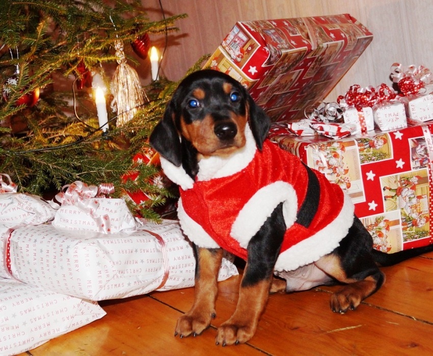 Pinscher * Xélanc Black Beauty 8 veckor